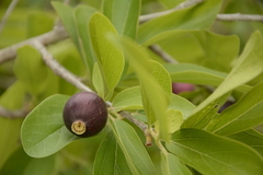 Alangium salviifolium