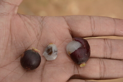 Alangium salviifolium