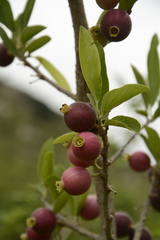 Alangium salviifolium