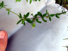 Linum quadrifolium