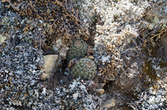 Aylostera pygmaea