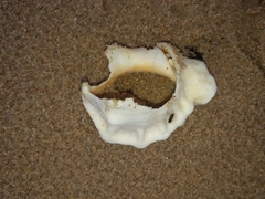 Bursidae