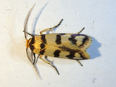 Cryptophasa insana