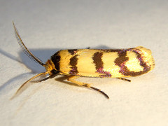 Cryptophasa insana