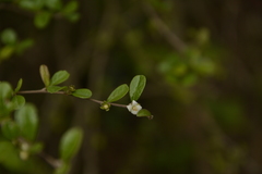 Ehretia microphylla