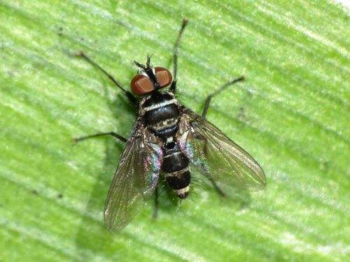 Australian Leafroller Tachinid photo 6