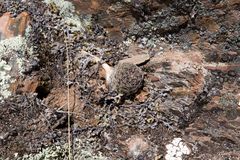 Aylostera pygmaea