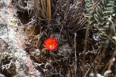 Aylostera pygmaea