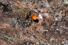 Aylostera pygmaea