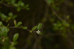 Ehretia microphylla