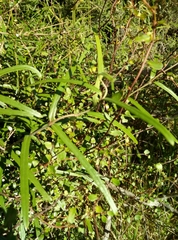 Parsonsia capsularis