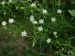 Spergularia flaccida