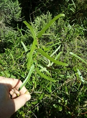 Parsonsia capsularis