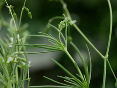 Spergularia flaccida