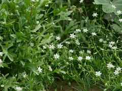 Spergularia flaccida