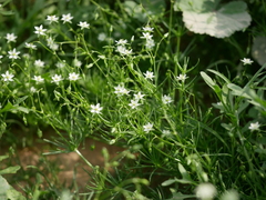 Spergularia flaccida