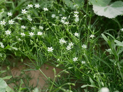 Spergularia flaccida