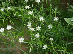 Spergularia flaccida