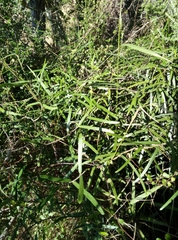 Parsonsia capsularis