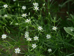 Spergularia flaccida