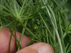 Spergularia flaccida
