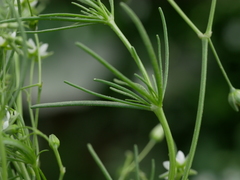 Spergularia flaccida