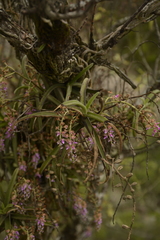 Diplocentrum recurvum