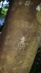 Pandercetes gracilis