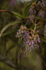 Diplocentrum recurvum