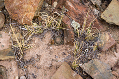 Aylostera pygmaea