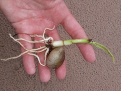 Crinum pedunculatum