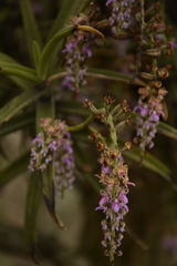 Diplocentrum recurvum