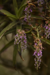 Diplocentrum recurvum