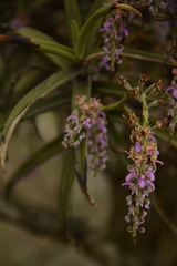 Diplocentrum recurvum