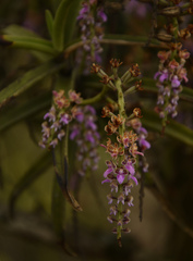 Diplocentrum recurvum