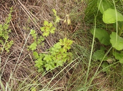 Pelargonium ranunculophyllum