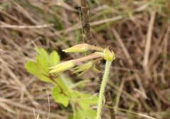 Pelargonium ranunculophyllum