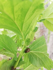 Chrysomela lapponica