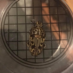 Ryssonotus nebulosus