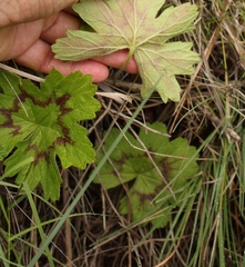 Pelargonium ranunculophyllum