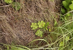 Pelargonium ranunculophyllum