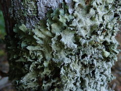 Parmotrema austrocetratum