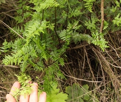 Cheilanthes quadripinnata