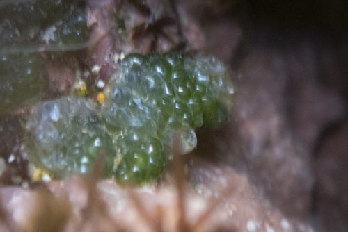 Dictyosphaeria observed 2026-01-26