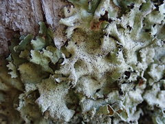 Parmotrema austrocetratum