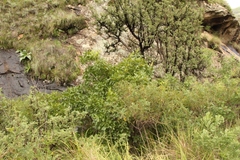 Searsia divaricata