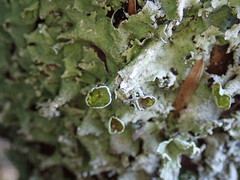 Parmotrema austrocetratum