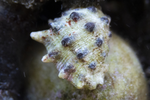 Drupa ricinus observed 2026-01-26