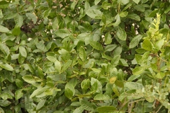 Searsia divaricata