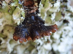 Parmotrema austrocetratum